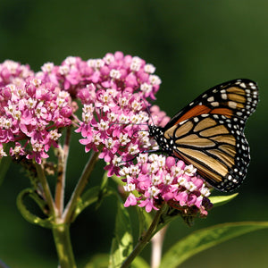 Swamp Milkweed Shrub