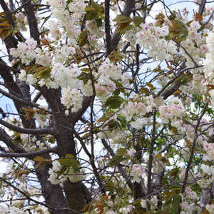 Santa Rosa Plum Tree