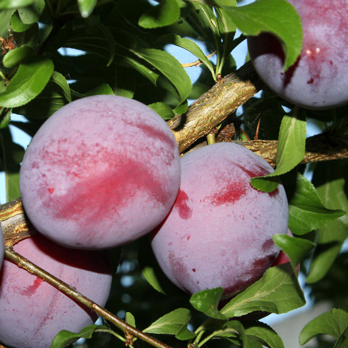 Santa Rosa Plum Tree