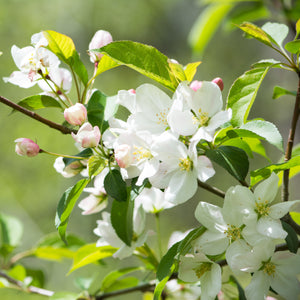 Sargent Crabapple Tree