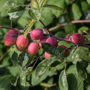 Sargent Crabapple Tree