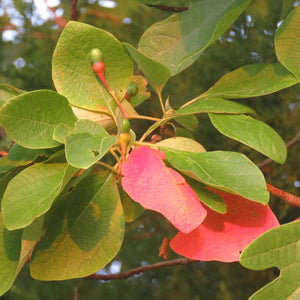 Sassafras Tree GT