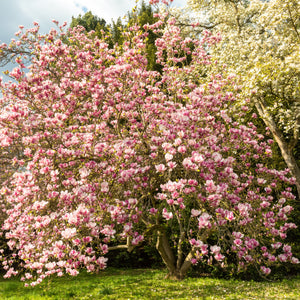 Saucer Magnolia Tree