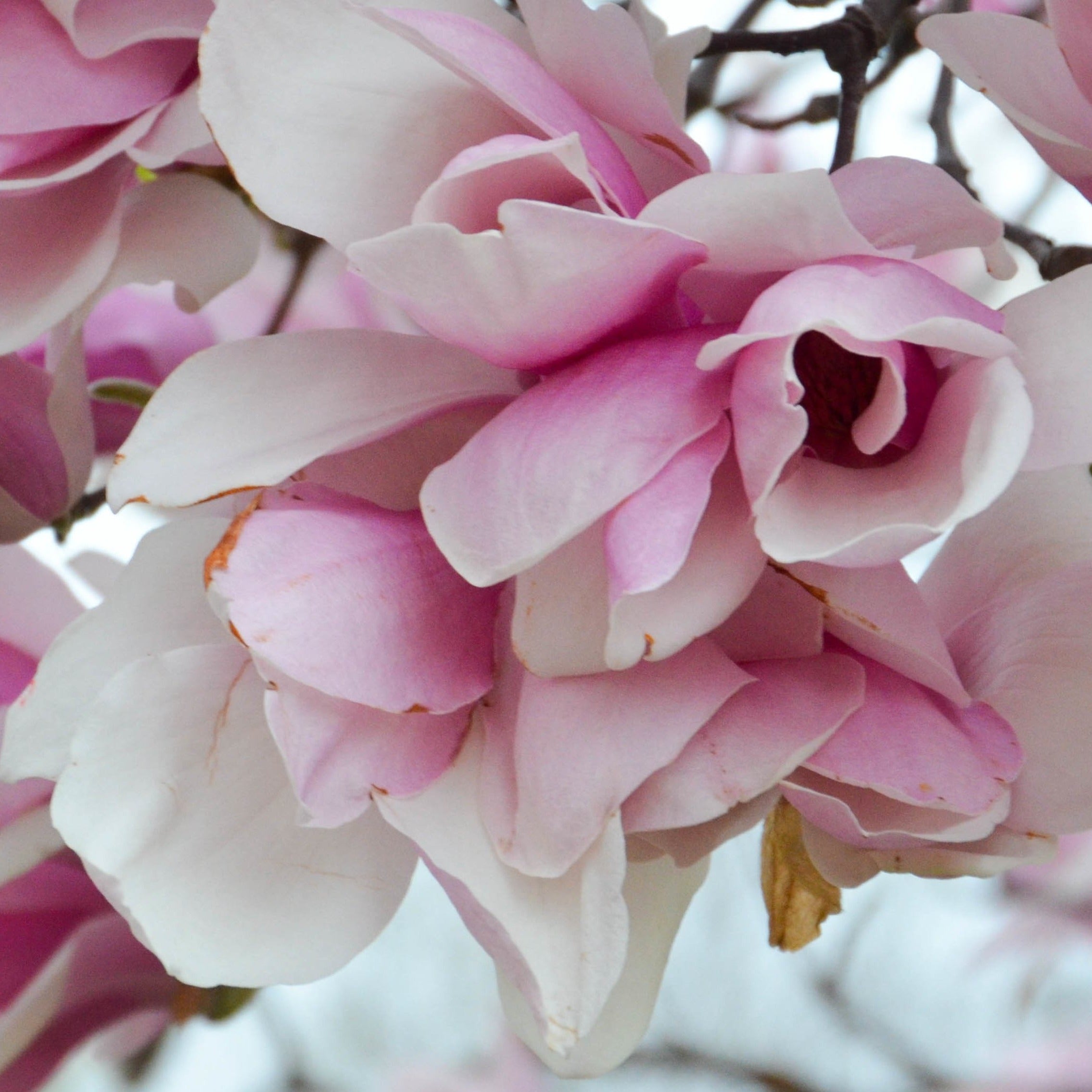 スキー magnolia Saucer Magnolia - Warren County Kentucky
