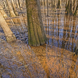 Swamp Tupelo Tree