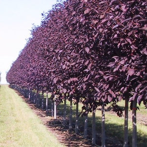 Schubert Red Chokecherry GT