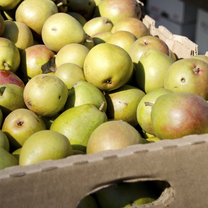 Seckel Pear Tree