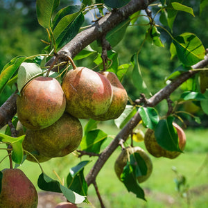 Seckel Pear Tree