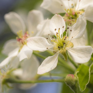 Seckel Pear Tree