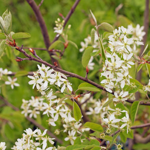 Shadblow Serviceberry GT