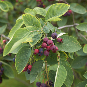 Shadblow Serviceberry GT