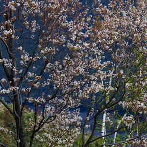 Shadblow Serviceberry GT