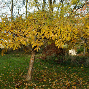 Shadblow Serviceberry GT