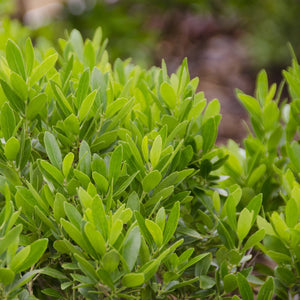 Shamrock Holly Shrub