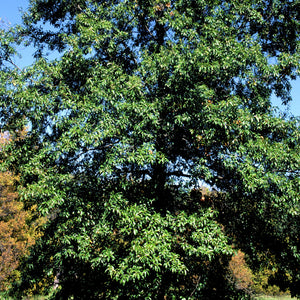Shingle Oak Tree
