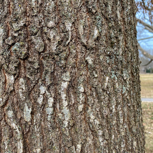 Shingle Oak Tree