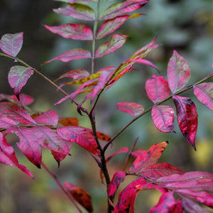 Shining Sumac Tree