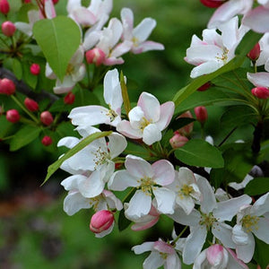 Siberian Crabapple Tree