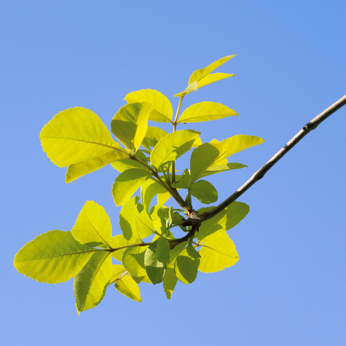 Siberian Elm GT