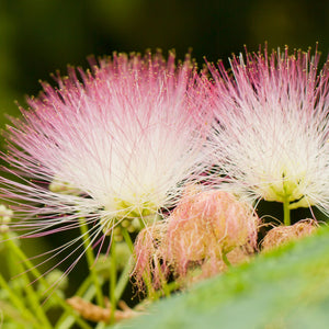 Mimosa Tree Bare Root