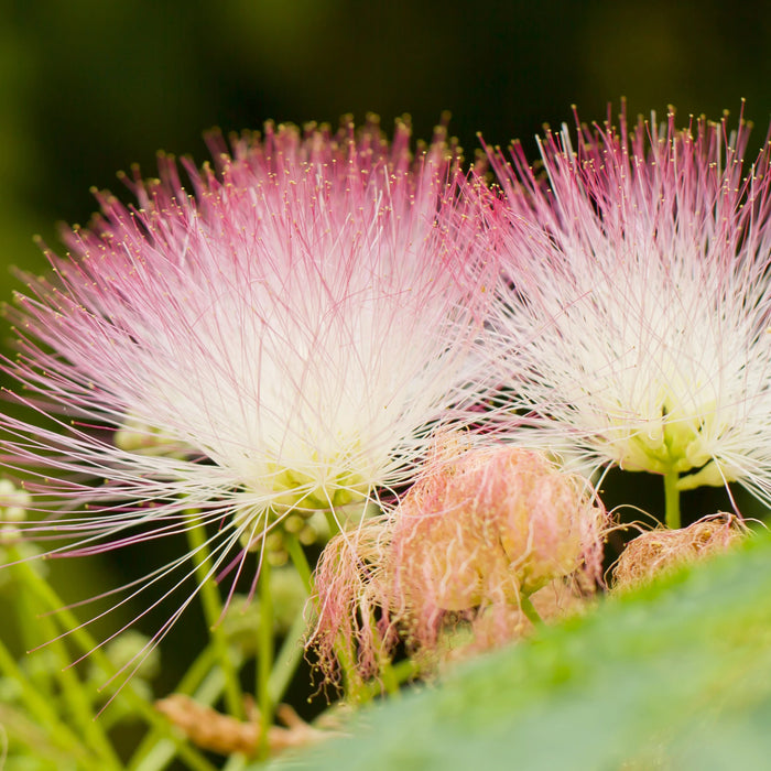 Mimosa Tree Bare Root