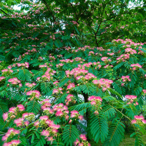 Mimosa Tree Bare Root