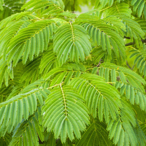 Mimosa Tree Bare Root