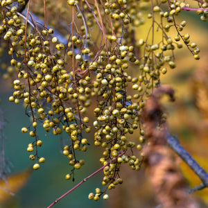 Silky Dogwood Shrub