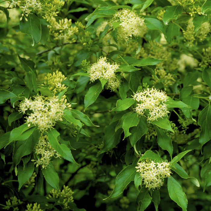 Silky Dogwood Shrub