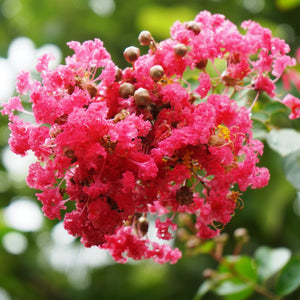 Sioux Pink Crape Myrtle GT