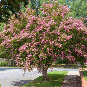Sioux Pink Crape Myrtle Tree