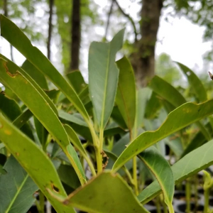 Skip Cherry Laurel