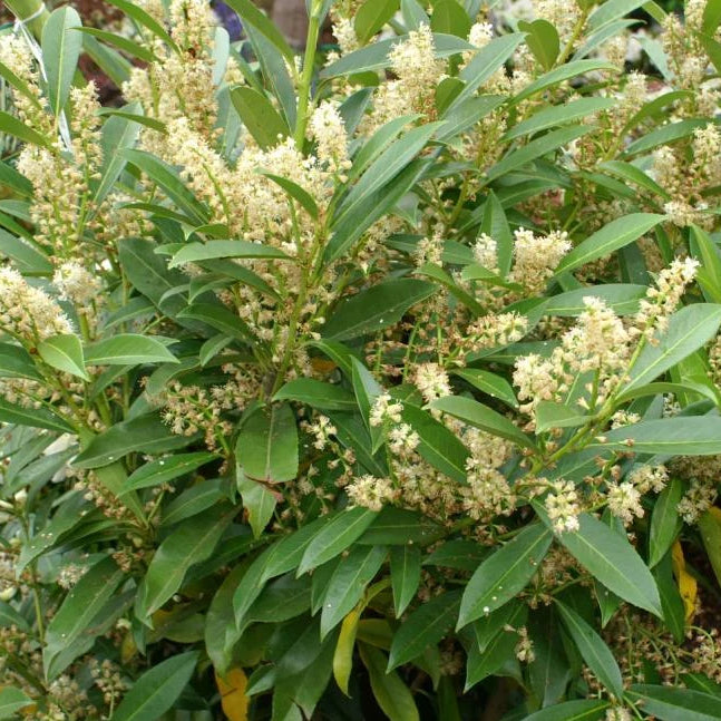 Skip Cherry Laurel