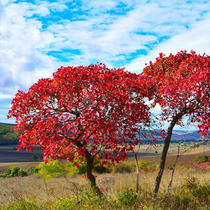 Royal Purple Smoketree