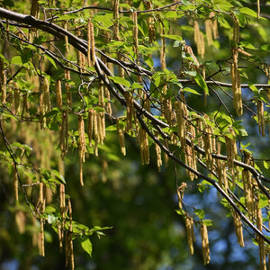 Smooth Alder Tree