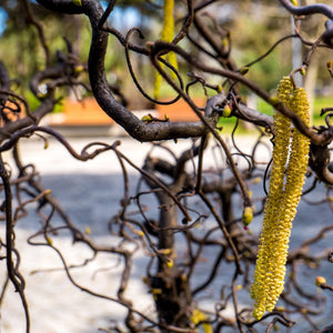 Smooth Alder Tree