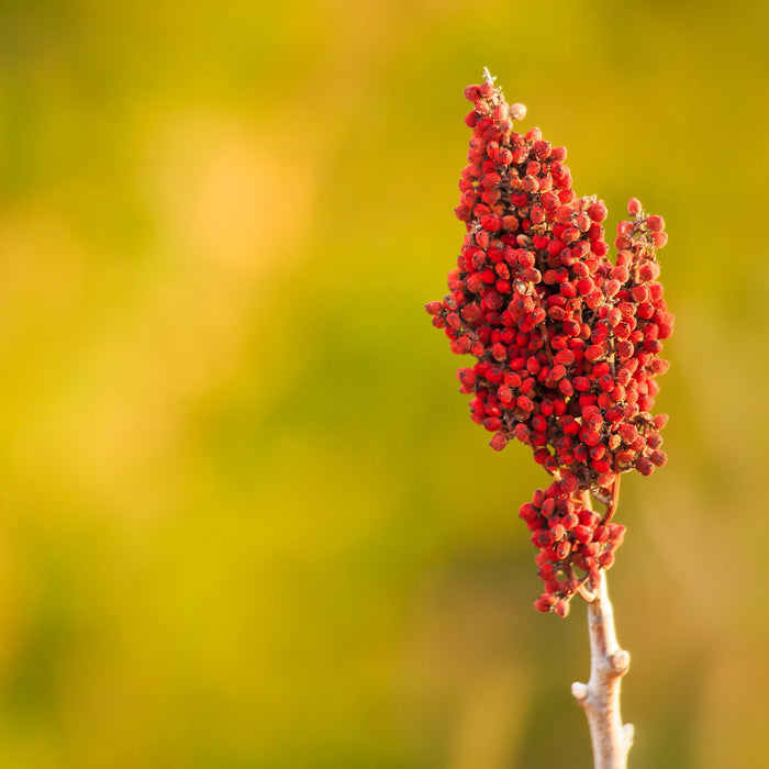 Smooth Sumac GT