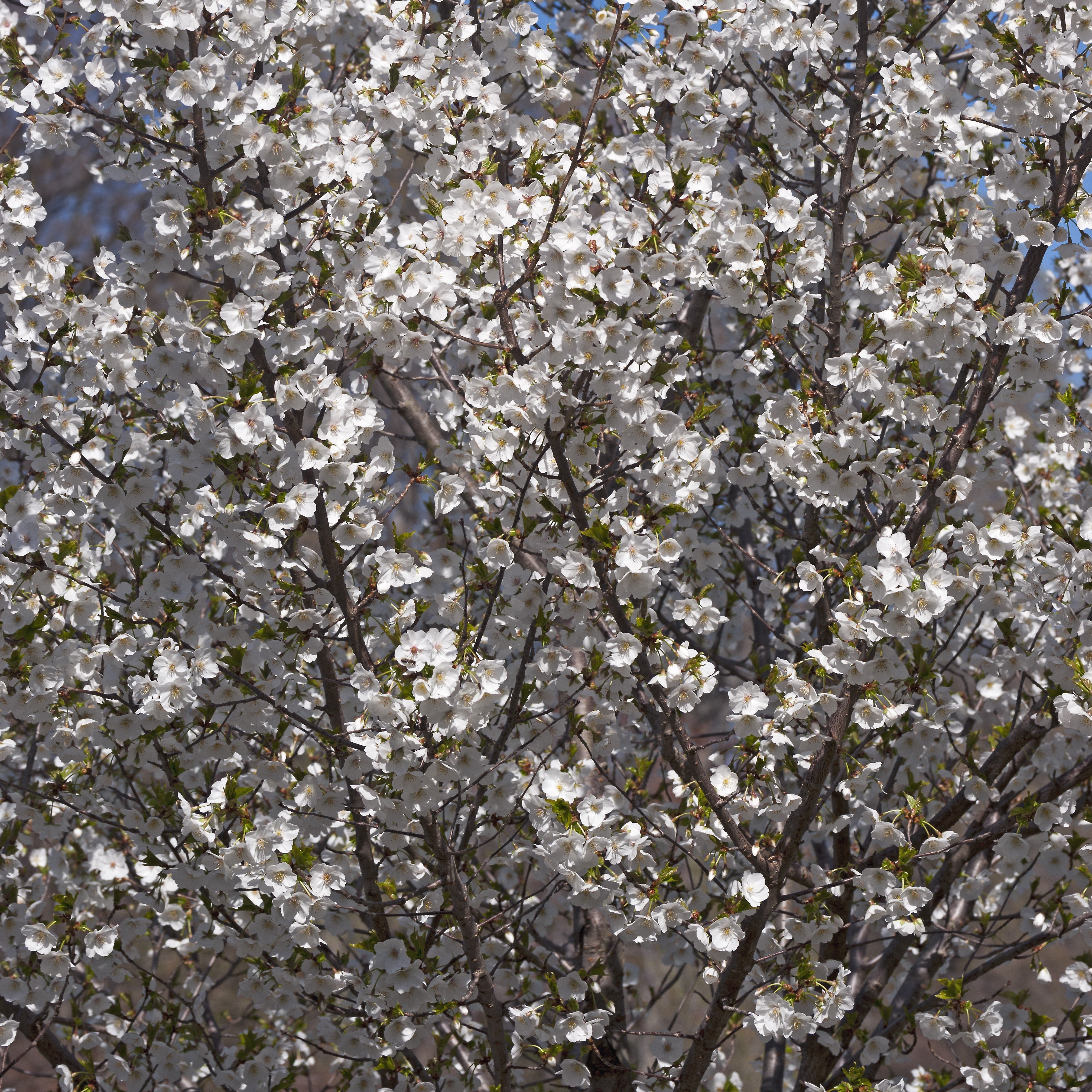 SnowGooseCherry1.jpg?v=1622144540
