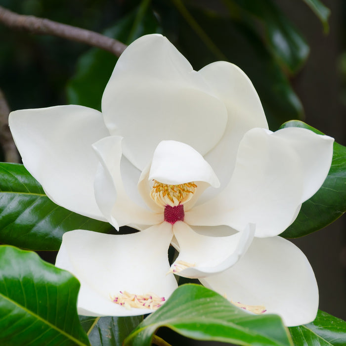 Southern Magnolia Tree