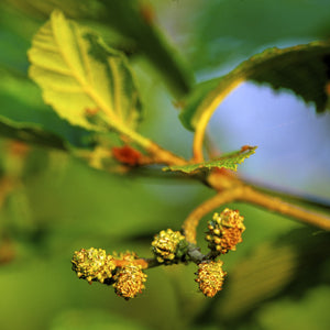 Speckled Alder Tree