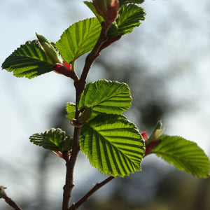 Speckled Alder Tree