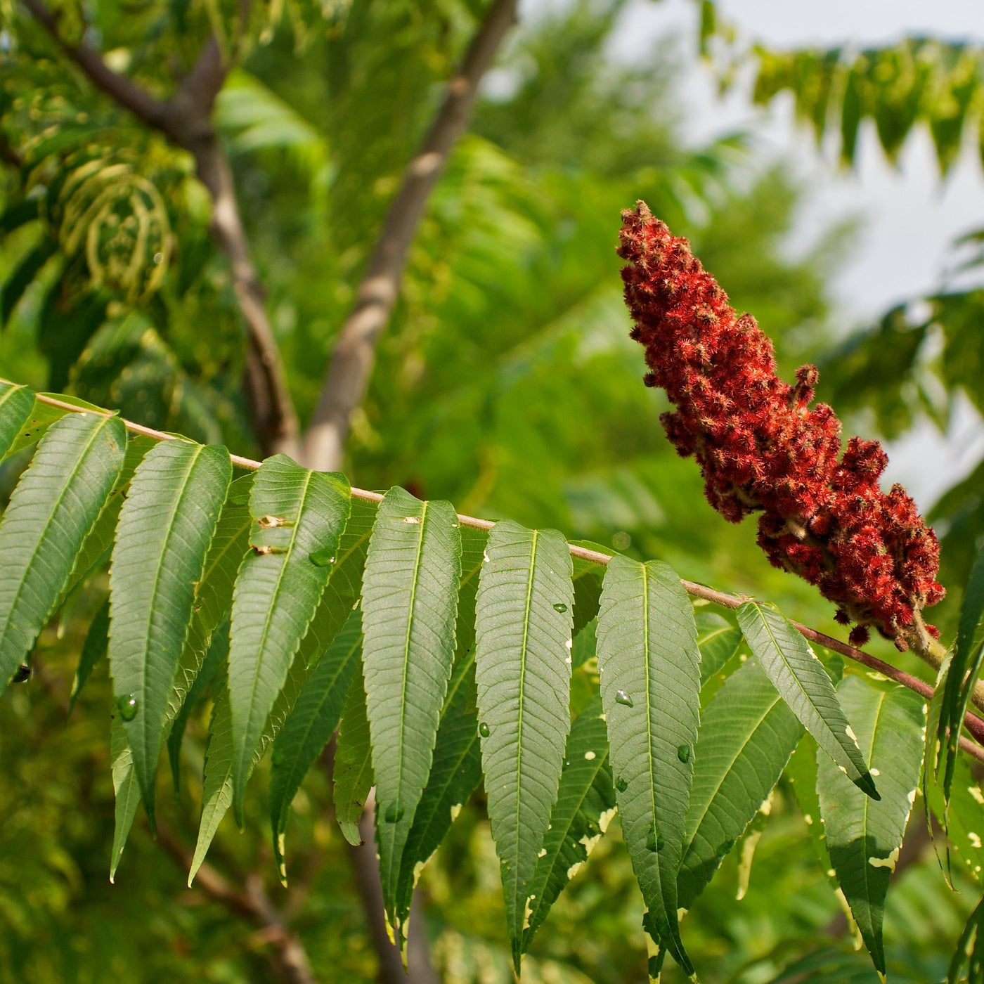 Staghorn Sumac Tree Green Thumbs Garden