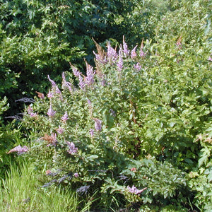 Steeplebush Spiraea Shrub