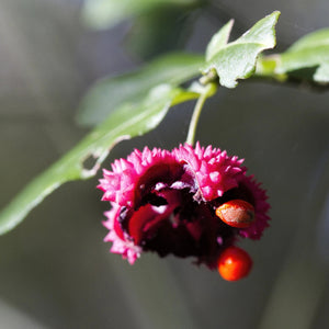 Strawberry Bush