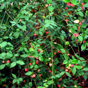 Strawberry Bush