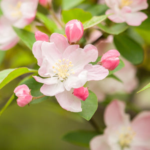 Sugar Tyme Crabapple Tree