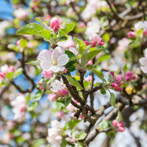 Sugar Tyme Crabapple Tree