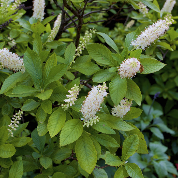 Summersweet Clethra Shrub