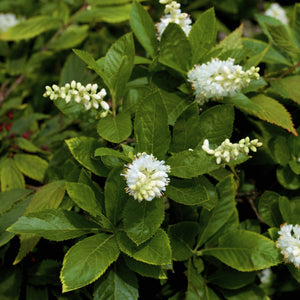 Summersweet Clethra Shrub