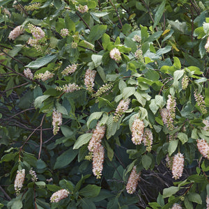 Summersweet Clethra Shrub